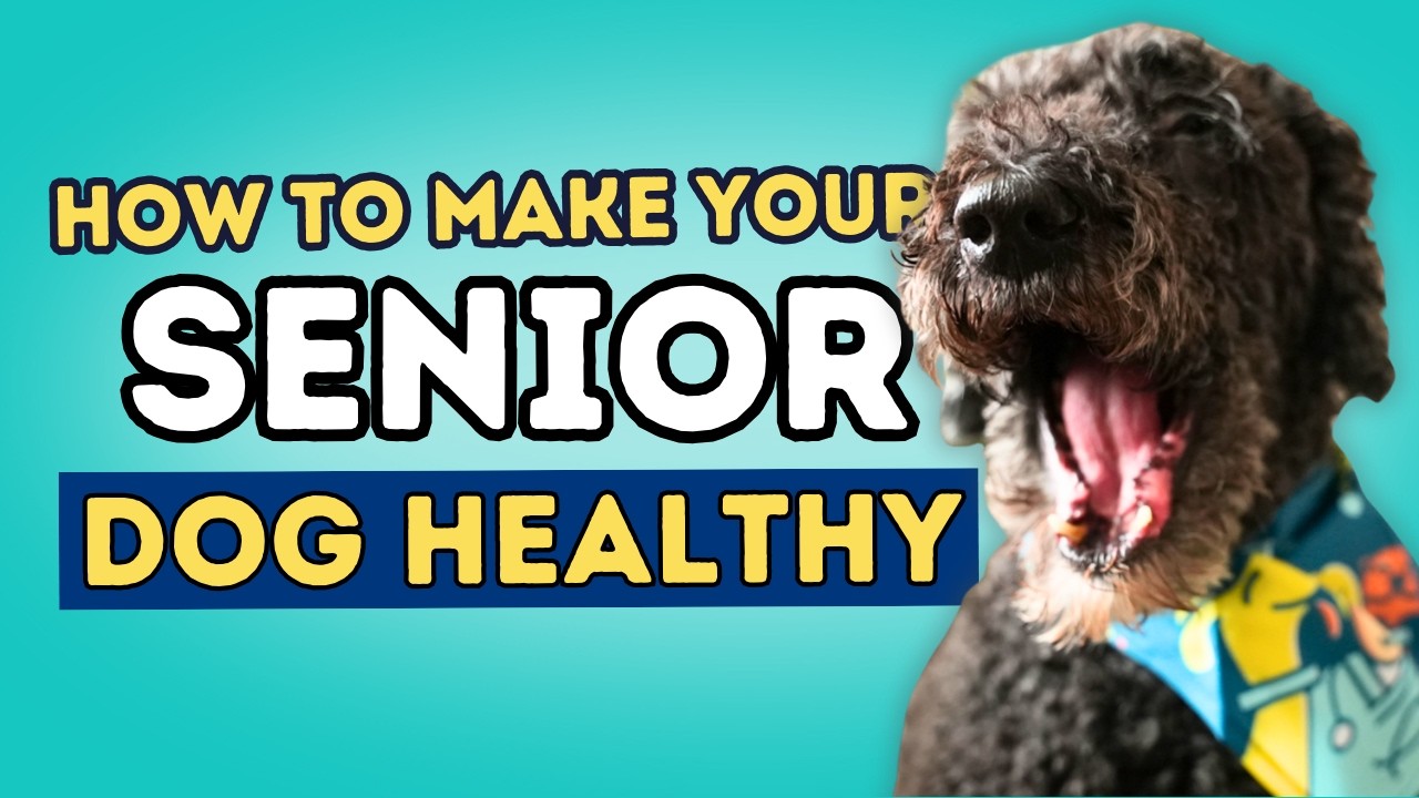 Discover the 7 secrets to a happy and healthy senior dog