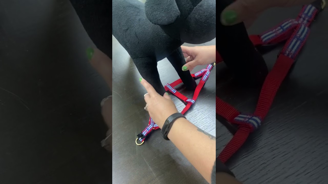 How to Put On Your Dog's Harness