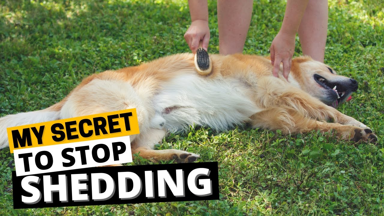 7 Tips to Manage Golden Retriever Shedding