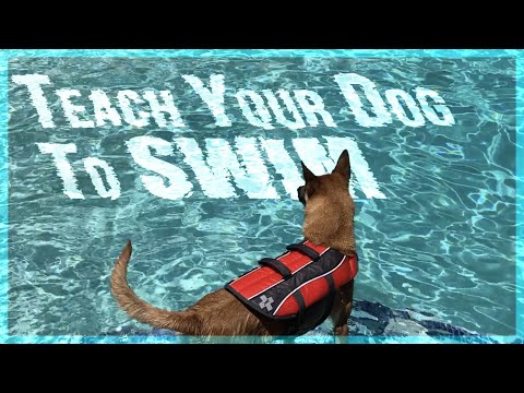 How to Teach Your Dog to Swim.