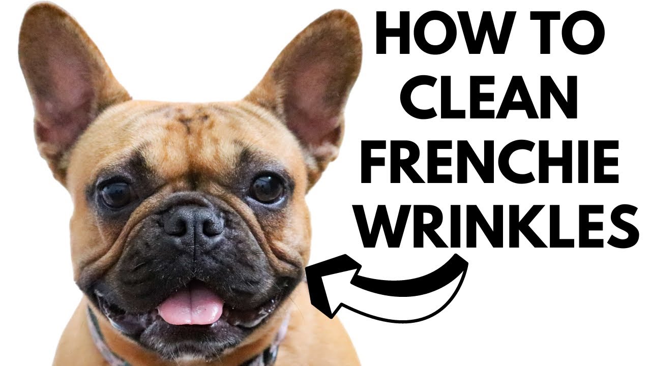 HOW TO CLEAN FRENCH BULLDOG WRINKLES