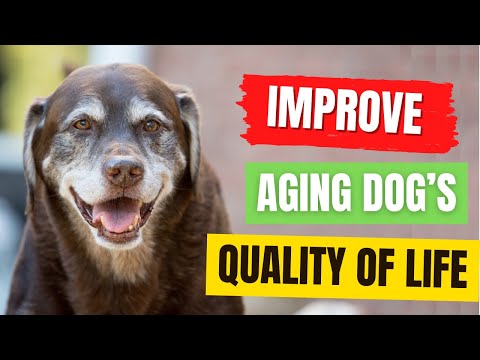 How to Improve Your Aging Dog’s Quality of Life? 5 Simple Ways