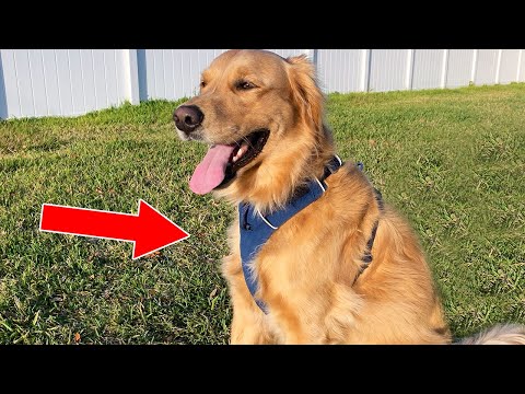 3 Best Harnesses For Golden Retrievers