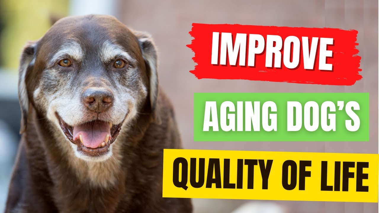 How to Improve Your Aging Dog’s Quality of Life? 5 Simple Ways