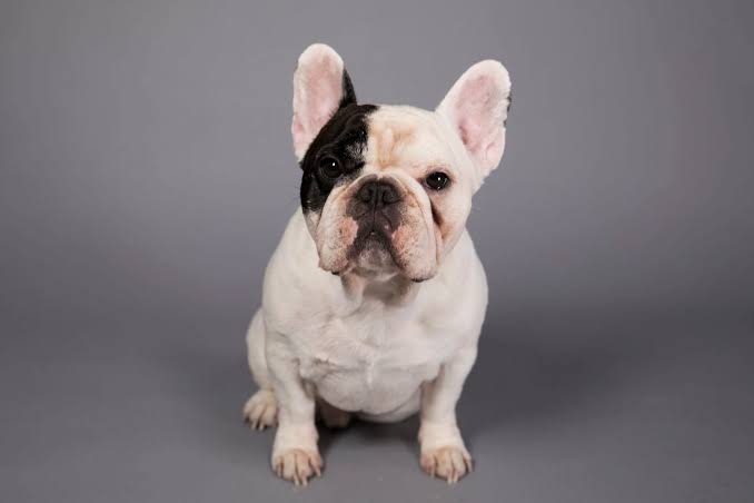 famous french bulldogs